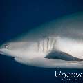 Grey Reefshark (Carcharhinus amblyrhynchos)
