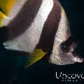 Pennant Bannerfish (Heniochus acuminatus)