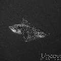 Ocellated Eagle Ray (Aetobatus Ocellatus)