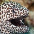 Spotted Moray (Gymnothorax Isingteena)