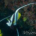 Pennant Bannerfish (Heniochus acuminatus)