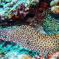 Honeycomb Moray (Gymnothorax Favagineus)