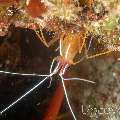 White-striped Cleanershrimp (Lysmata Amboinensis)