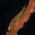 Whip Coral Goby (Bryaninops Yongei), photo taken in Maldives, Male Atoll, South Male Atoll, Gulhi Corner