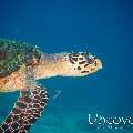 Hawksbill Sea Turtle (Eretmochelys imbricata), photo taken in Maldives, Male Atoll, South Male Atoll, Gulhi Corner
