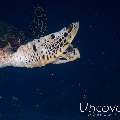 Hawksbill Sea Turtle (Eretmochelys imbricata), photo taken in Maldives, Male Atoll, South Male Atoll, Gulhi Corner