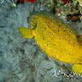 Yellow Boxfish (Ostracion cubicus), photo taken in Maldives, Male Atoll, South Male Atoll, Gulhi Thila