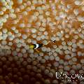Juvenile, Yellowtail clown fish (Amphiprion clarkii)