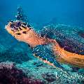Hawksbill Sea Turtle (Eretmochelys imbricata), photo taken in Maldives, Male Atoll, South Male Atoll, Miaru Faru