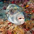 Blue-spotted Puffer (Arothron Caeruleopunctatus)