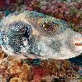 Blue-spotted Puffer (Arothron Caeruleopunctatus)