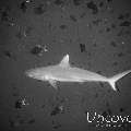 Grey Reefshark (Carcharhinus amblyrhynchos), photo taken in Maldives, Male Atoll, South Male Atoll, Gulhi Corner