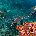 Ocellated Eagle Ray (Aetobatus Ocellatus)