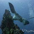 Ocellated eagle ray (Aetobatus ocellatus)