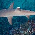 White Tip Reefshark (Triaenodon Obesus)