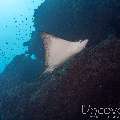 Ocellated Eagle Ray (Aetobatus Ocellatus)