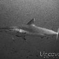 Grey Reefshark (Carcharhinus Amblyrhynchos)