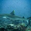 Grey Reefshark (Carcharhinus Amblyrhynchos)