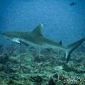 Grey Reefshark (Carcharhinus Amblyrhynchos)