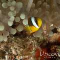 Yellowtail clown fish (Amphiprion clarkii), photo taken in Maldives, Male Atoll, South Male Atoll, Khukulhu Huraa