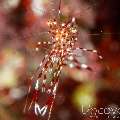 Clear Cleaner Shrimp (Urocaridella Antonbruunii)