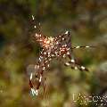 Clear Cleaner Shrimp (Urocaridella Antonbruunii)