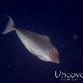 Humback Unicornfish