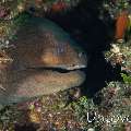 Giant Moray (Gymnothorax javanicus)