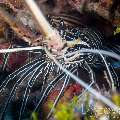 Painted Spiny Lobster (Panulirus Versicolor)