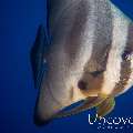 Longfin Batfish (Platax teira)