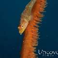 Whip Coral Goby (Bryaninops Yongei)