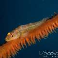 Whip Coral Goby (Bryaninops Yongei), photo taken in Maldives, Male Atoll, South Male Atoll, Bushi Corner