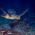 Hawksbill Sea Turtle (Eretmochelys Imbricata)