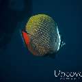 Redtail Butterflyfish