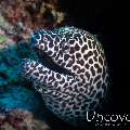 Honeycomb Moray (Gymnothorax favagineus), photo taken in Maldives, Male Atoll, South Male Atoll, Veligandu Beyru