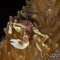 Spotted porcelain crab (Neopetrolisthes maculatus), photo taken in Maldives, Male Atoll, South Male Atoll, Velhigandu Beyru