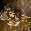 Spotted porcelain crab (Neopetrolisthes maculatus), photo taken in Maldives, Male Atoll, South Male Atoll, Velhigandu Beyru