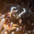 Spotted Porcelain Crab (Neopetrolisthes Maculatus)