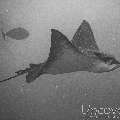 Ocellated eagle ray (Aetobatus ocellatus), photo taken in Maldives, Male Atoll, South Male Atoll, Gulhi Corner