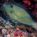 Scribbled Leatherjacket Filefish (Aluterus scriptus), photo taken in Maldives, Male Atoll, South Male Atoll, Gulhi Corner