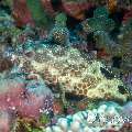 Foursaddle Grouper, photo taken in Maldives, Male Atoll, South Male Atoll, Stage