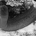 Giant Moray (Gymnothorax javanicus), photo taken in Maldives, Male Atoll, South Male Atoll, Stage