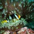 Yellowtail clown fish (Amphiprion clarkii), photo taken in Maldives, Male Atoll, South Male Atoll, Lhosfushi