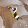 Juvenile, Yellowtail clown fish (Amphiprion clarkii)