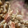 Spotted porcelain crab (Neopetrolisthes maculatus)