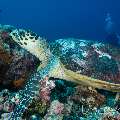 Hawksbill Sea Turtle (Eretmochelys Imbricata)