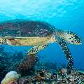 Hawksbill Sea Turtle (Eretmochelys Imbricata)