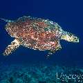 Hawksbill Sea Turtle (Eretmochelys Imbricata)