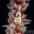 Anker's Whip Coral Shrimp (Pontonides Ankeri)