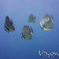 Longfin Batfish (Platax teira)